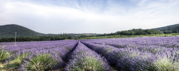 Huiles essentielles : “totalement dépassées” ?