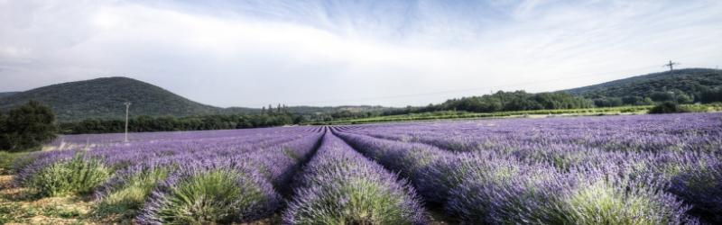 Huiles essentielles : “totalement dépassées” ?