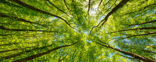 C’est le 5 étoiles de la santé naturelle !