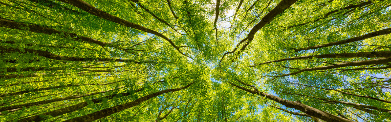 C’est le 5 étoiles de la santé naturelle !