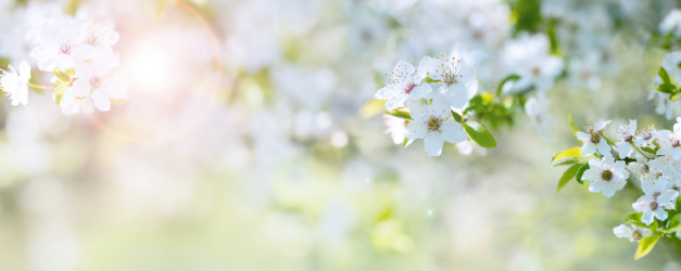 Chaque printemps, la nature refleurit… Et vous ?