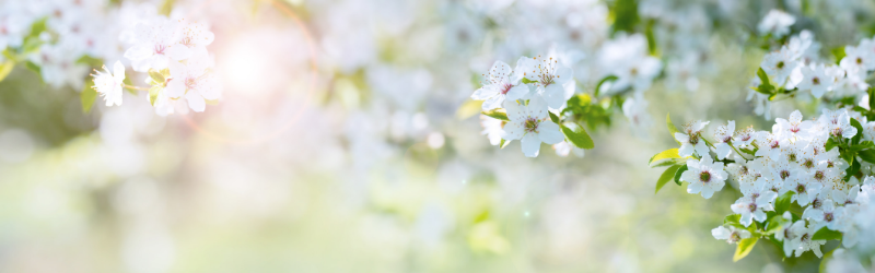 Chaque printemps, la nature refleurit… Et vous ?