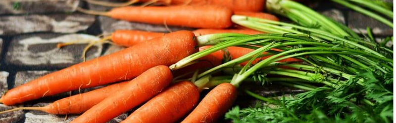 L’histoire sidérante de la carotte qui a…parlé !