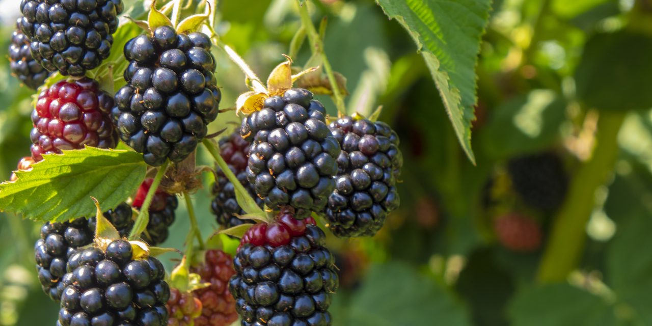 Bienfaits méconnus d’un petit fruit « ordinaire » 