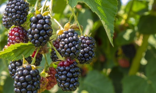 Bienfaits méconnus d’un petit fruit « ordinaire » 