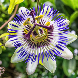 fleur1