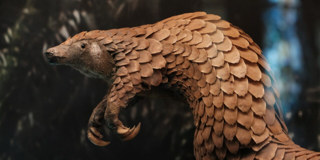 Franchement, « ça sent le pangolin » cette histoire !!