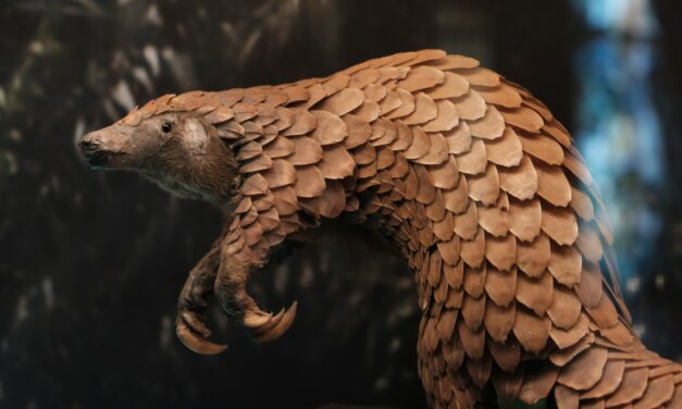 Franchement, « ça sent le pangolin » cette histoire !!