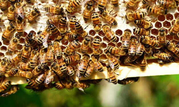 Les abeilles l’ont préparé pour vous. C’est le moment !