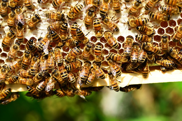 Les abeilles l’ont préparé pour vous. C’est le moment !