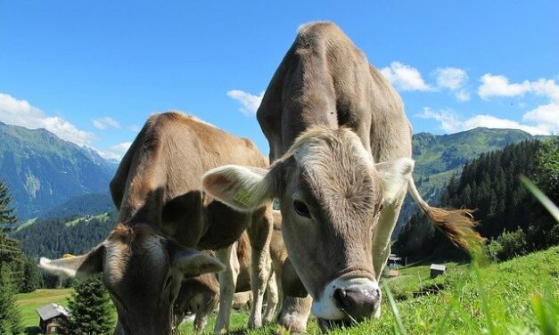 La vache qui est en chacun de nous.