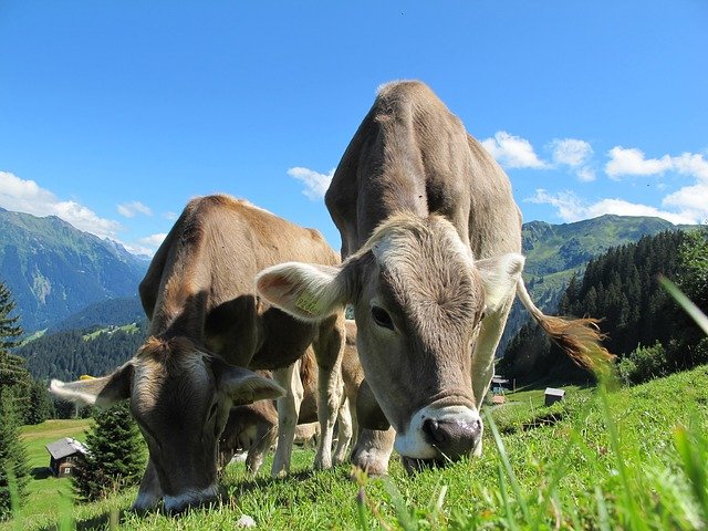 La vache qui est en chacun de nous.