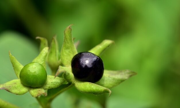 Cette plante fait voler certaines femmes (explication)