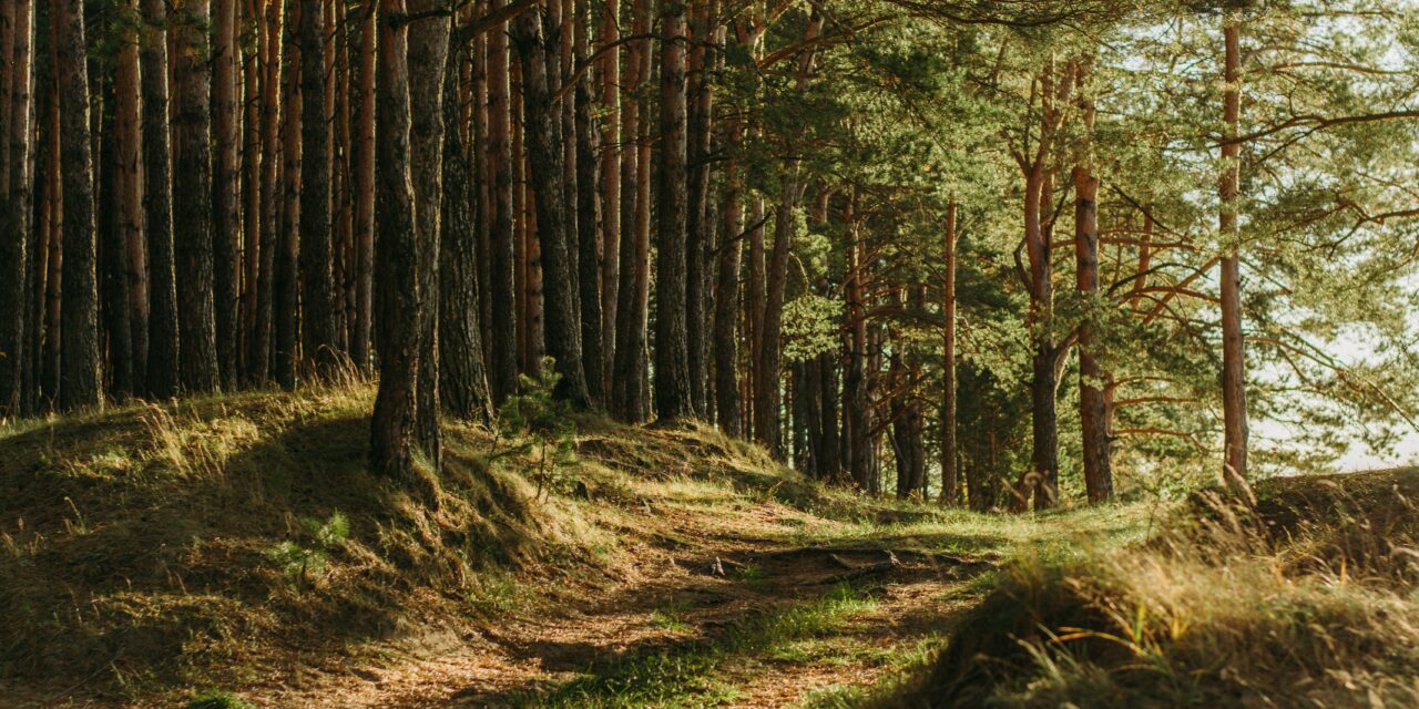 Là, ça devient carrément chaud (love story dans les bois !)