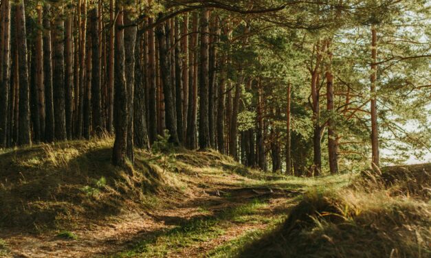 Là, ça devient carrément chaud (love story dans les bois !)