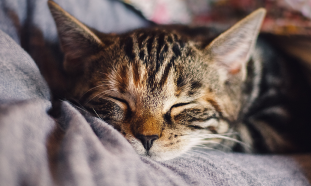 Pastel, Rouki et Minou, je vous dis MERCI !