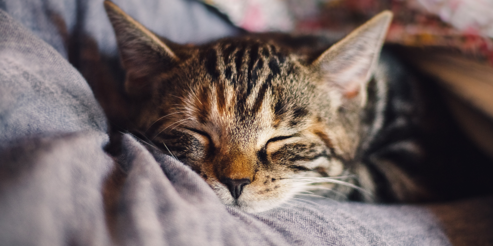 Pastel, Rouki et Minou, je vous dis MERCI !