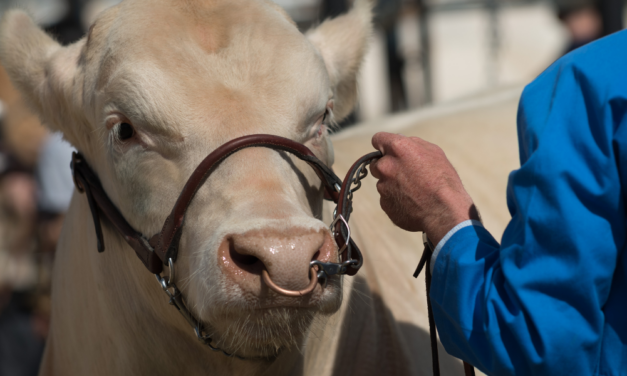 Agriculture, sujet compliqué (donnez-moi votre avis)