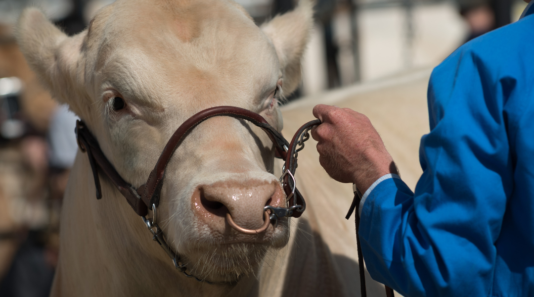 Agriculture, sujet compliqué (donnez-moi votre avis)