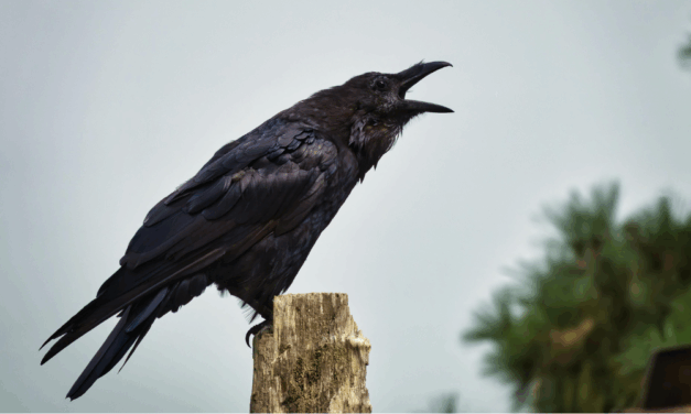 La France croule sous les menaces de mort 