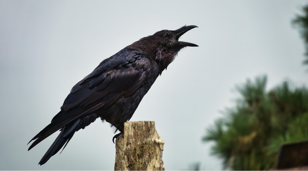 La France croule sous les menaces de mort 
