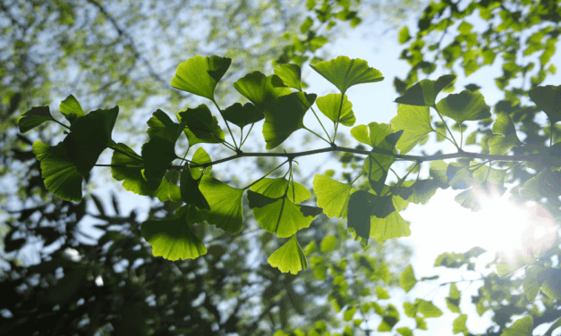 Lui, c’est Agnan dans le Petit Nicolas…