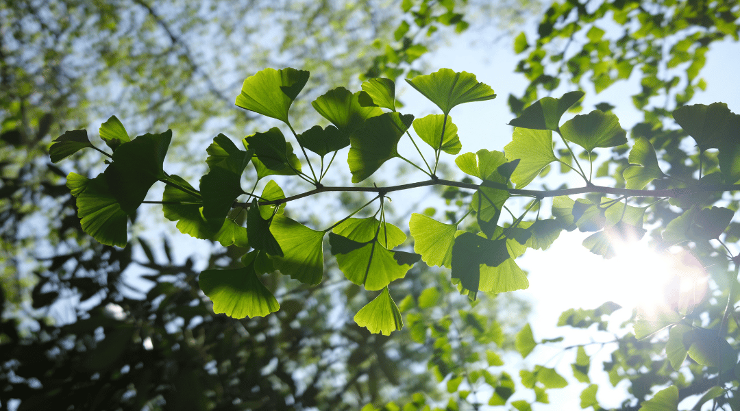 Lui, c’est Agnan dans le Petit Nicolas…